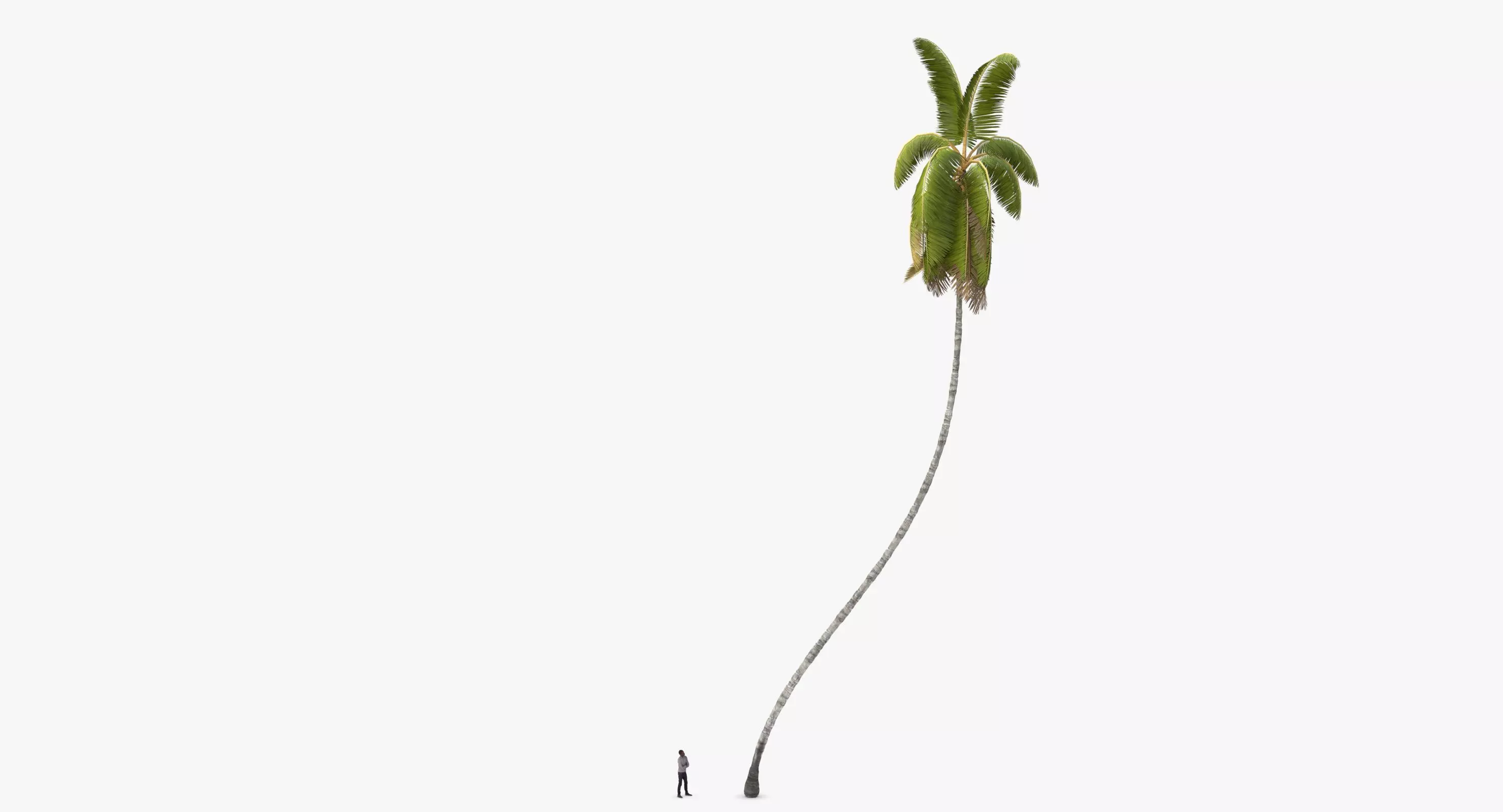 Cocos Nucifera 6354 - 02 Low-poly 3D model_0