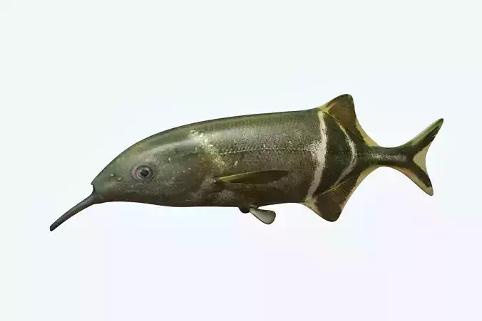 Elepant Nose Fish