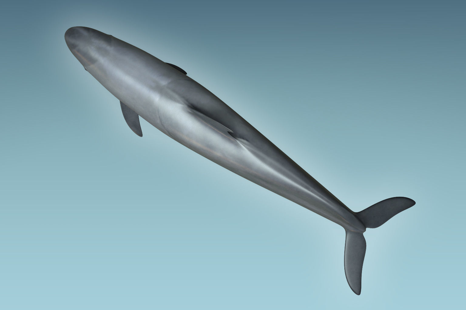 False Killer Whale 3D model_5