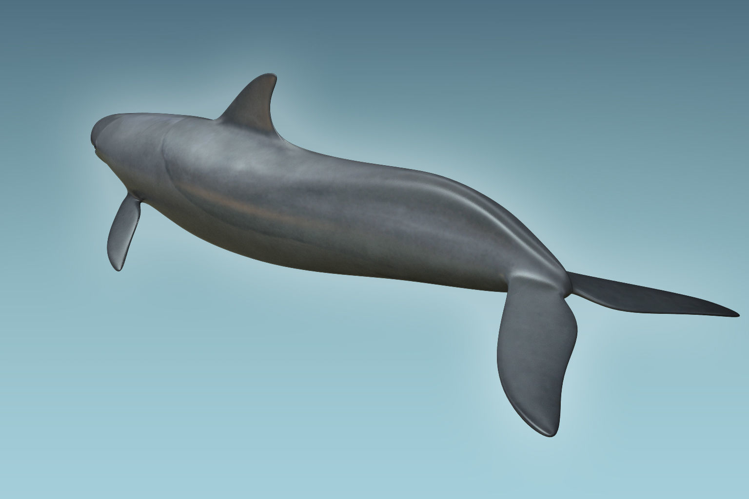 False Killer Whale 3D model_3