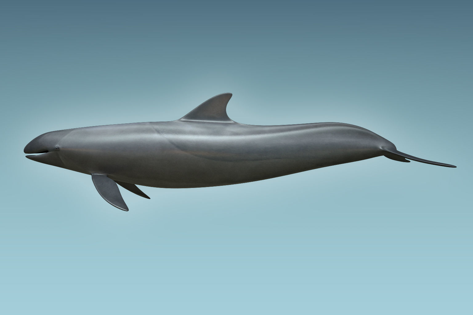False Killer Whale 3D model_1