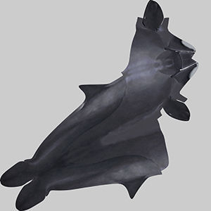 False Killer Whale 3D model_9
