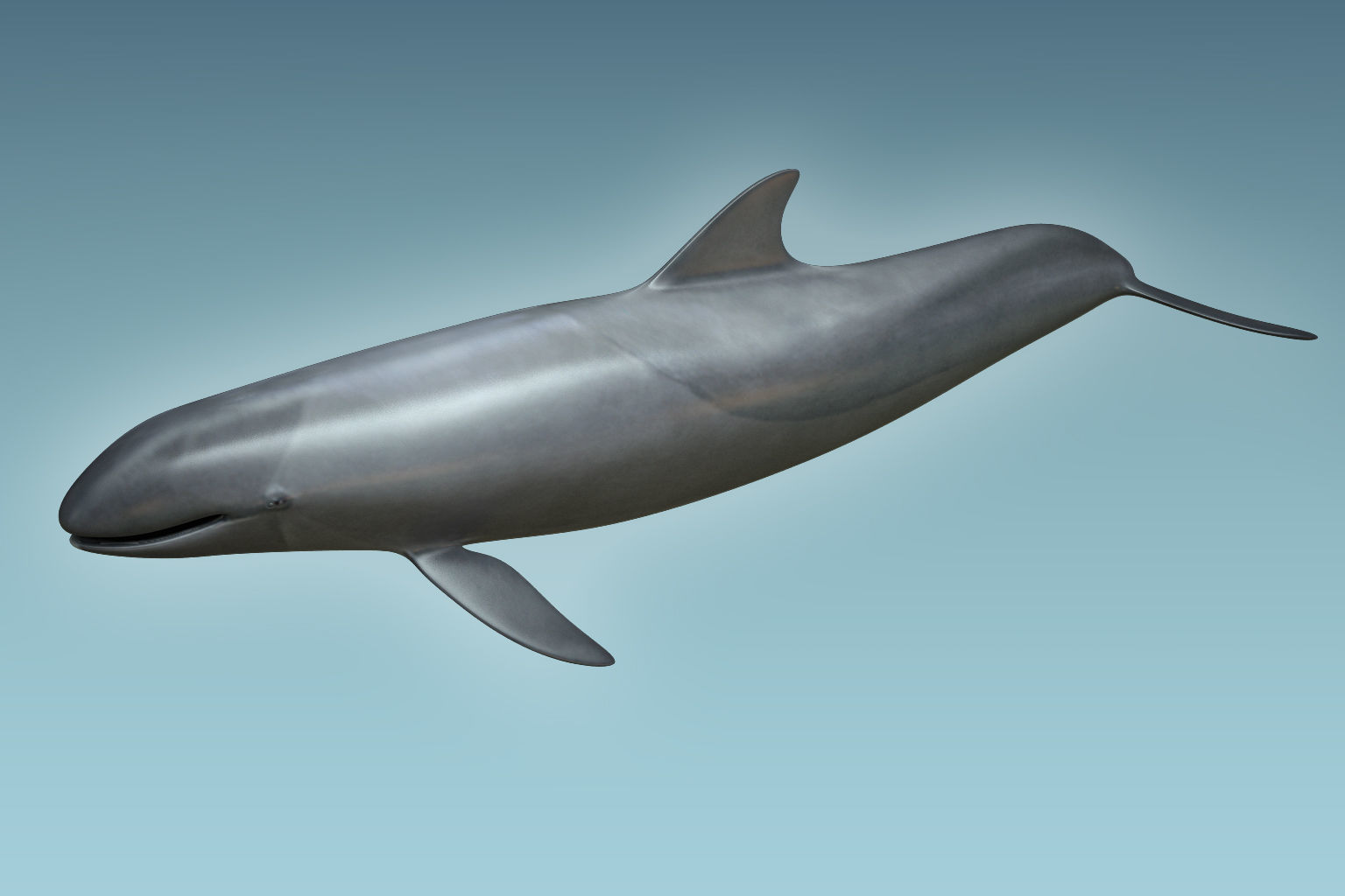 False Killer Whale 3D model_2