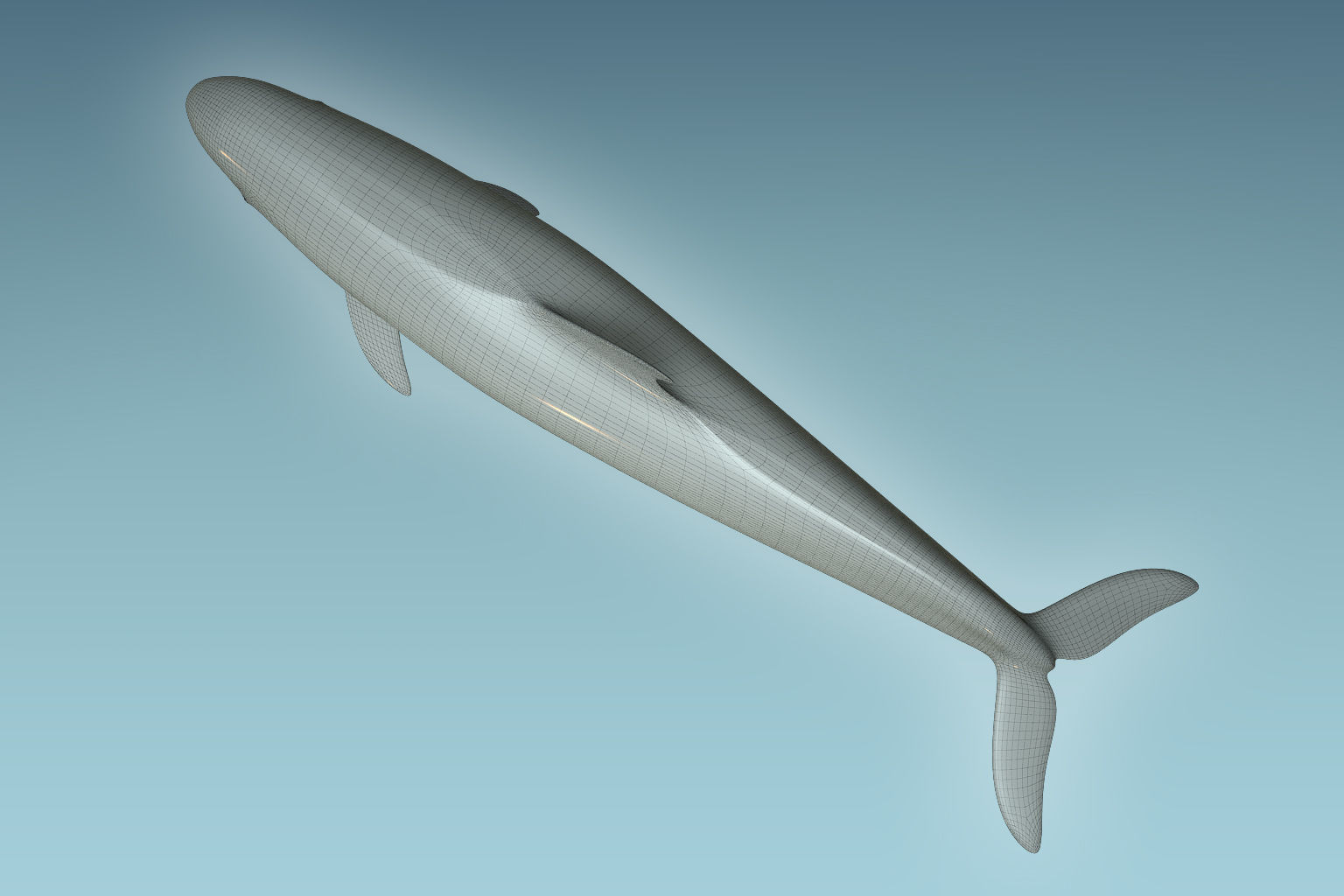 False Killer Whale 3D model_8
