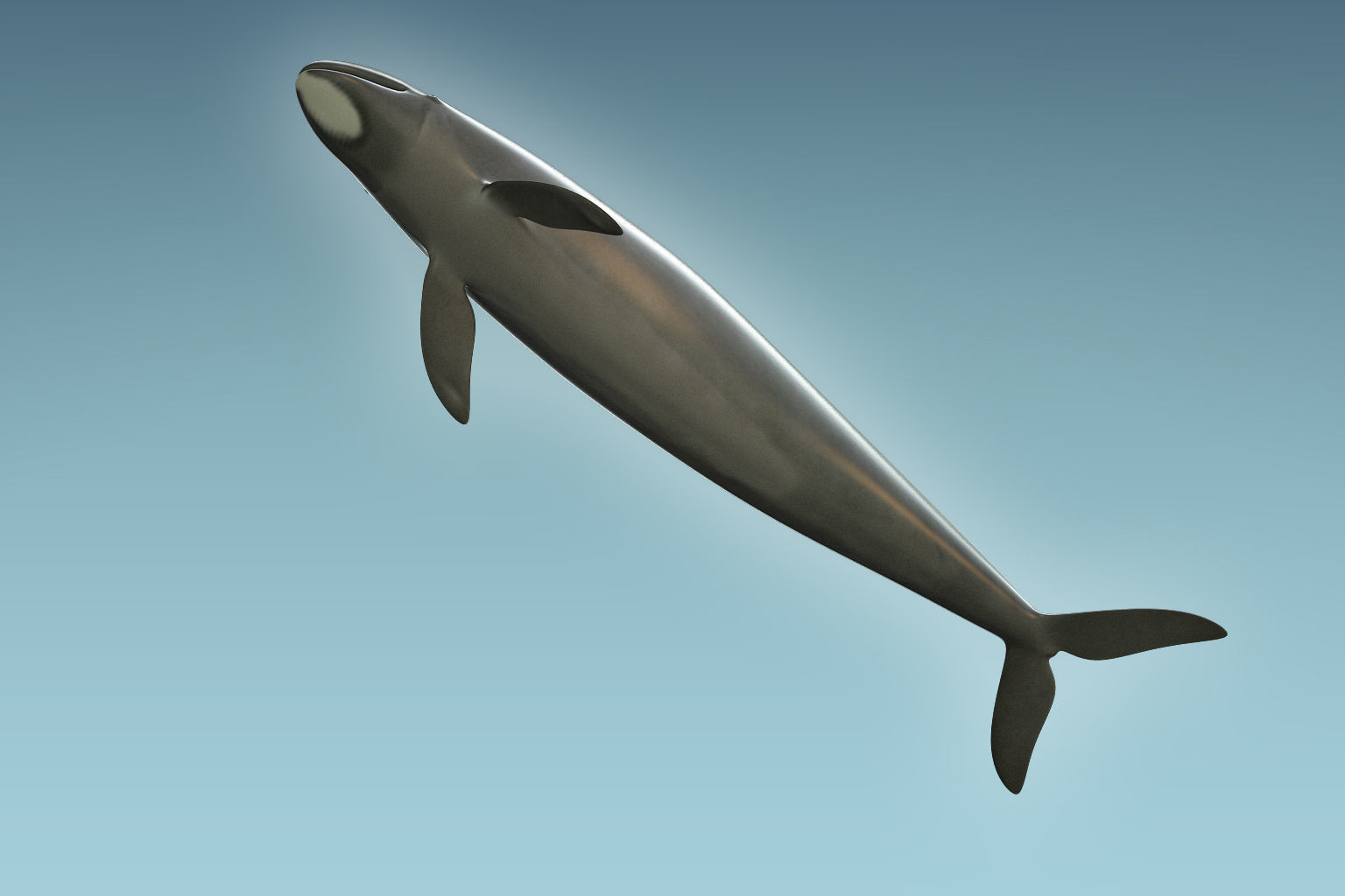 False Killer Whale 3D model_6