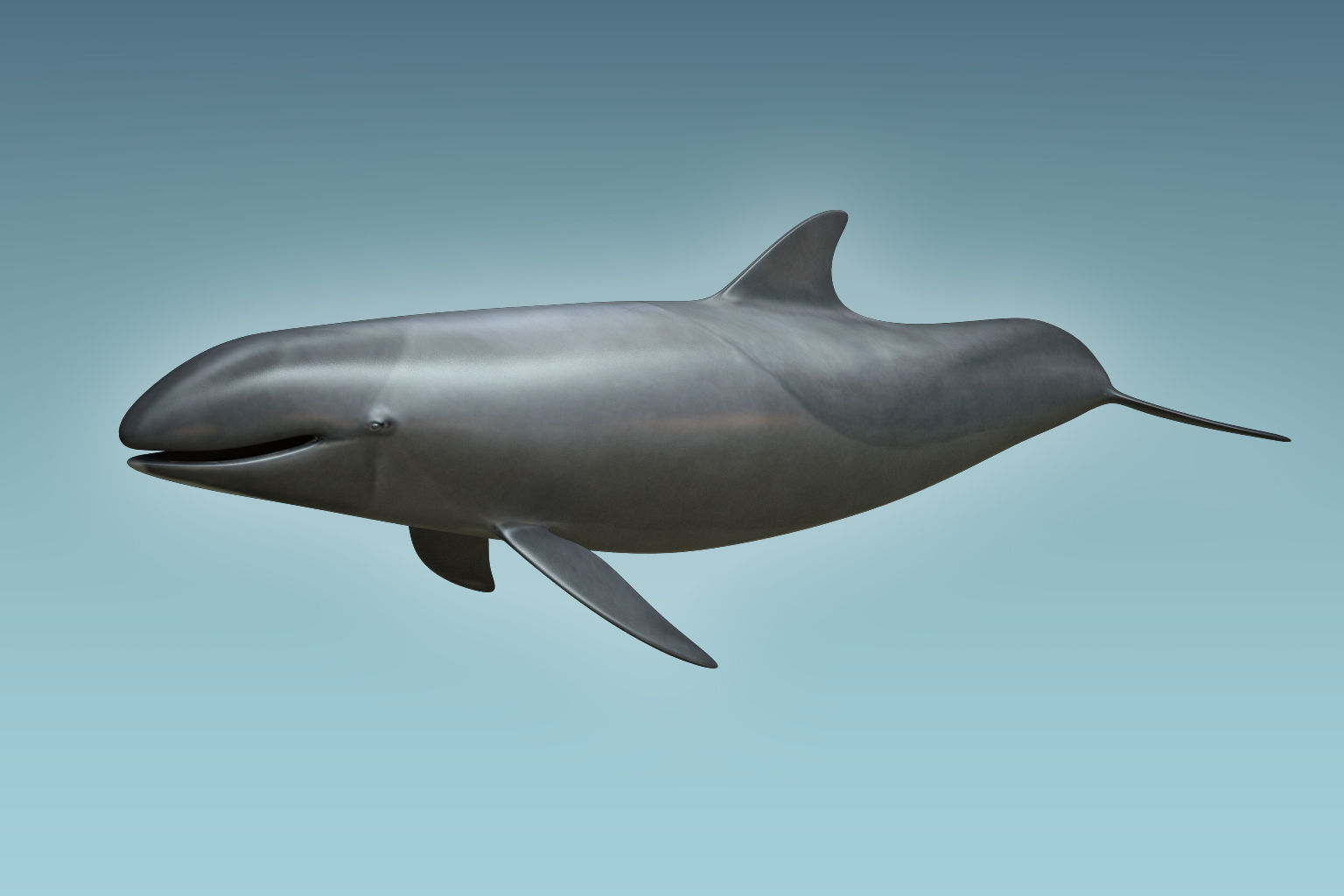 False Killer Whale 3D model_4