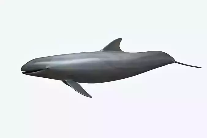 False Killer Whale