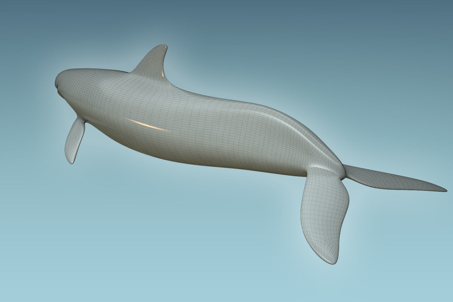 False Killer Whale 3D model_7