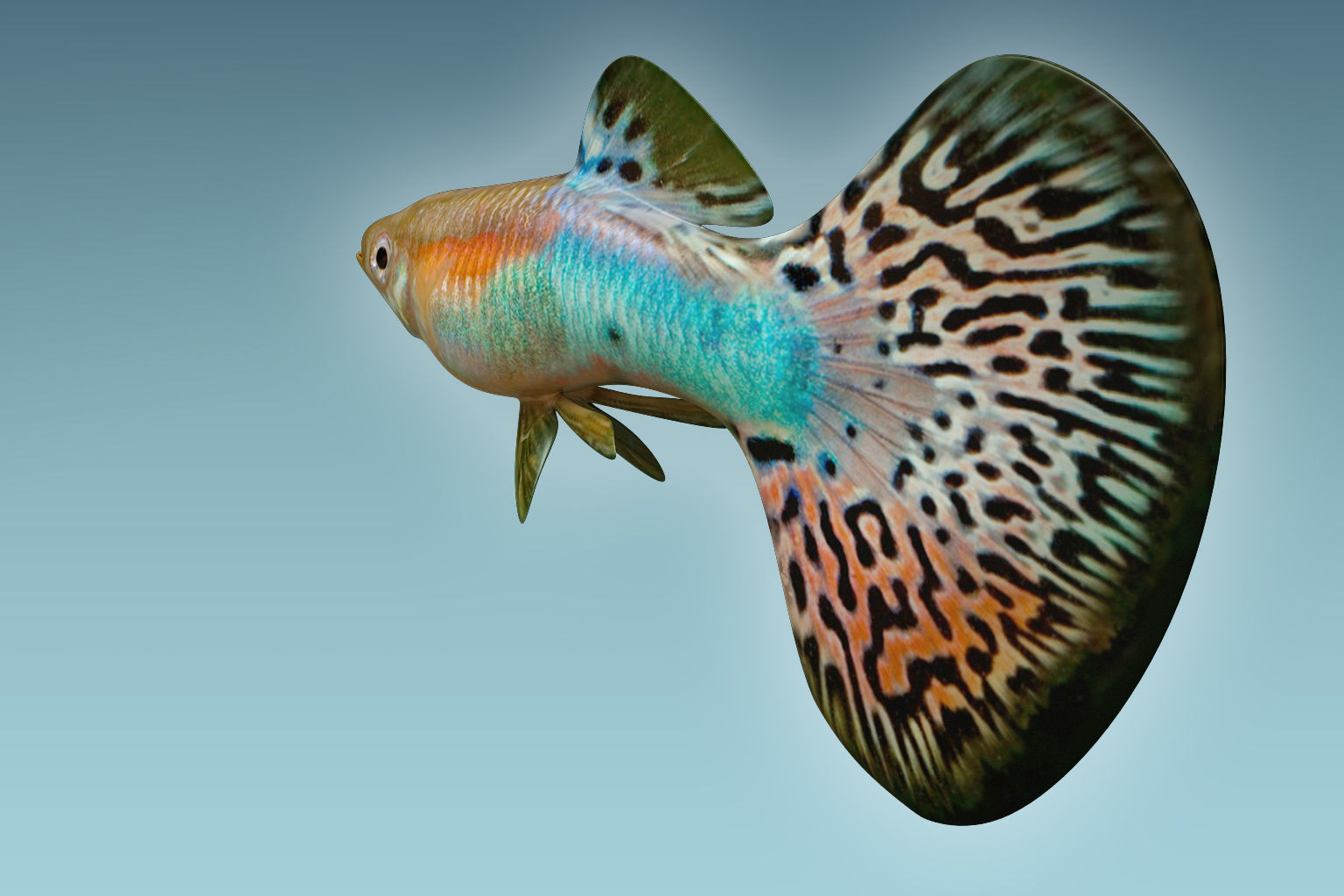 Guppy Fish 3D model_4