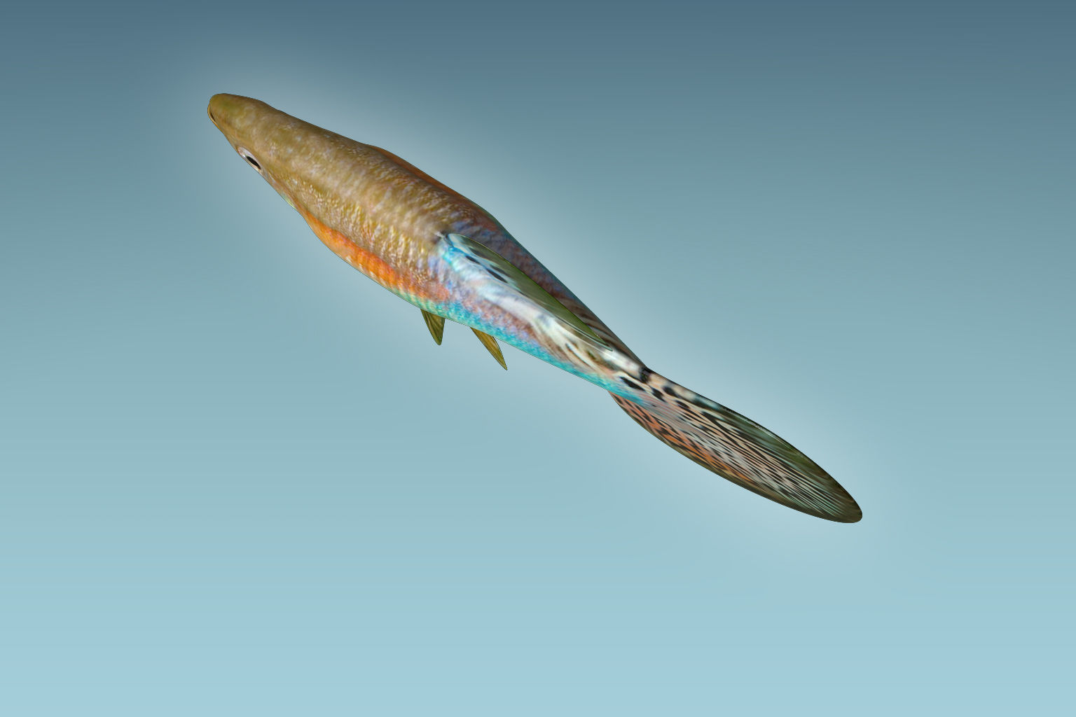 Guppy Fish 3D model_5