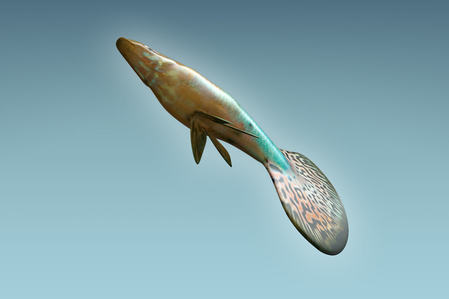 Guppy Fish 3D model_6