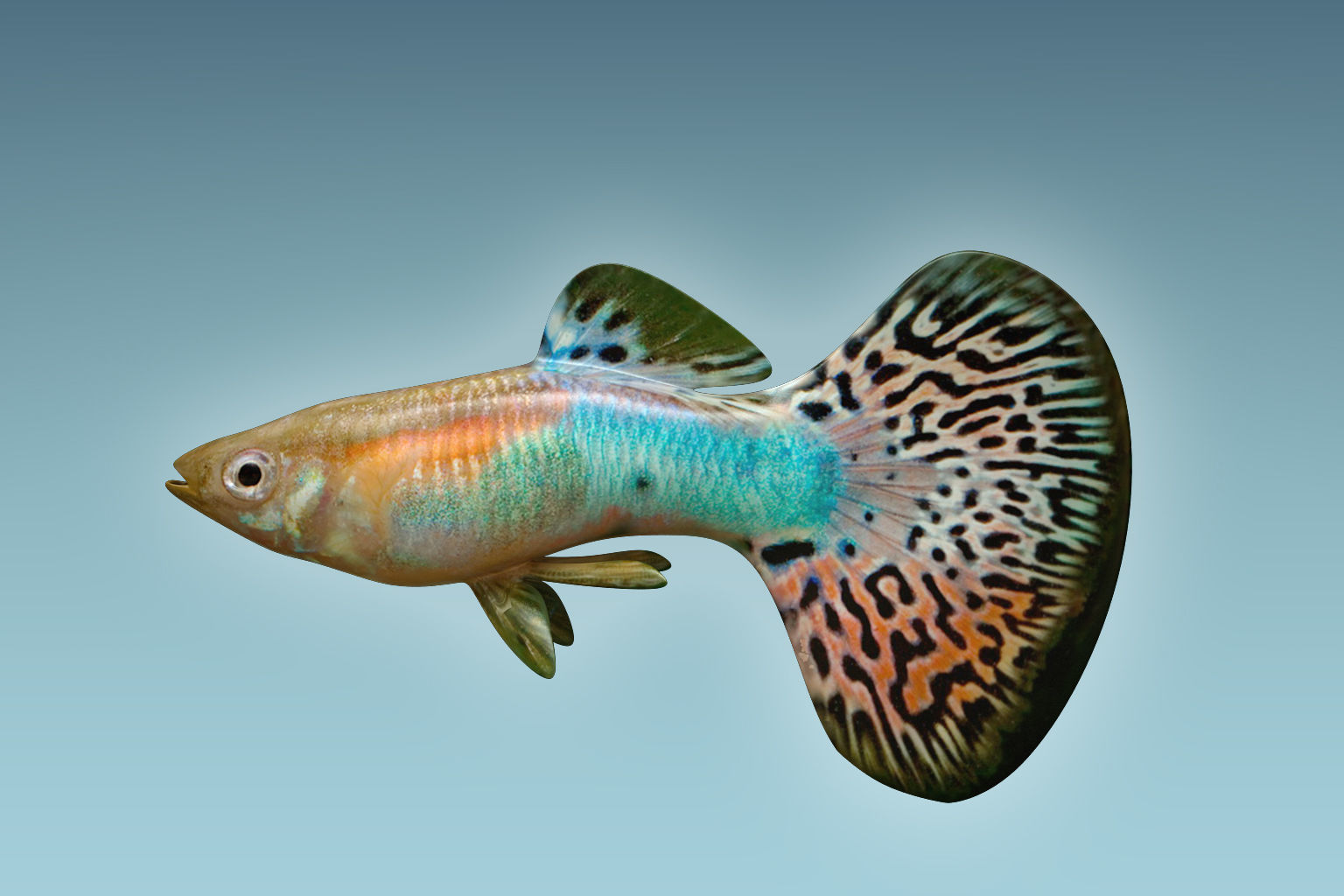 Guppy Fish 3D model_1