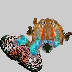 Guppy Fish 3D model_9