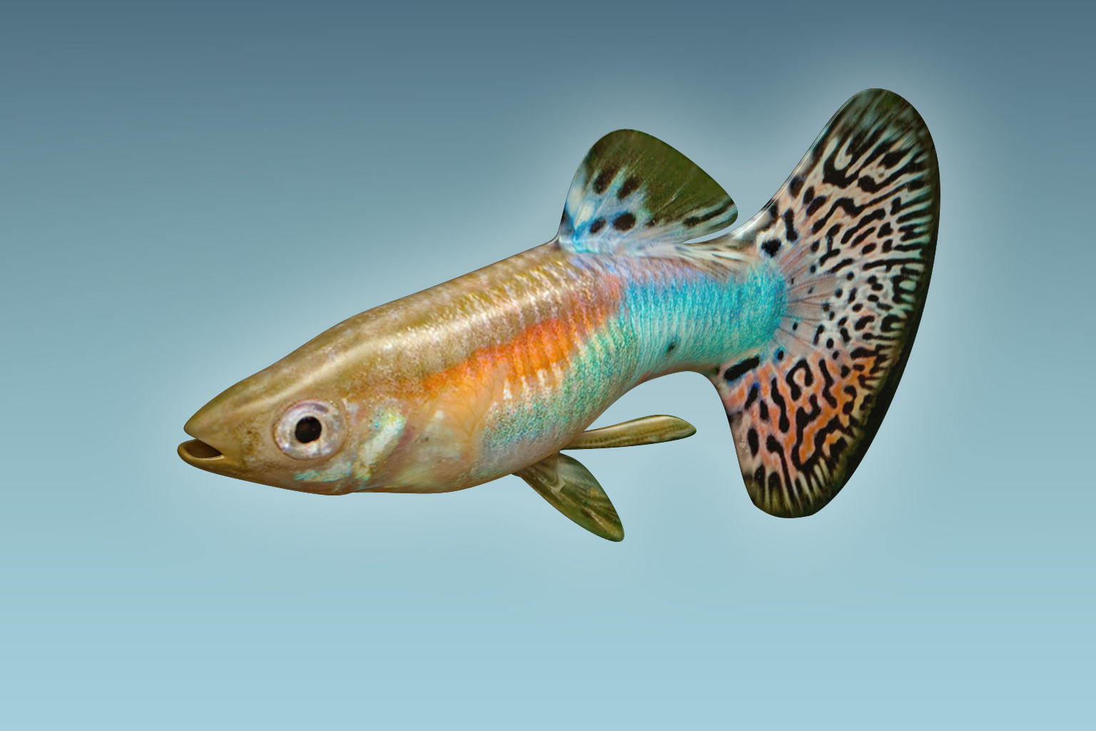 Guppy Fish 3D model_3