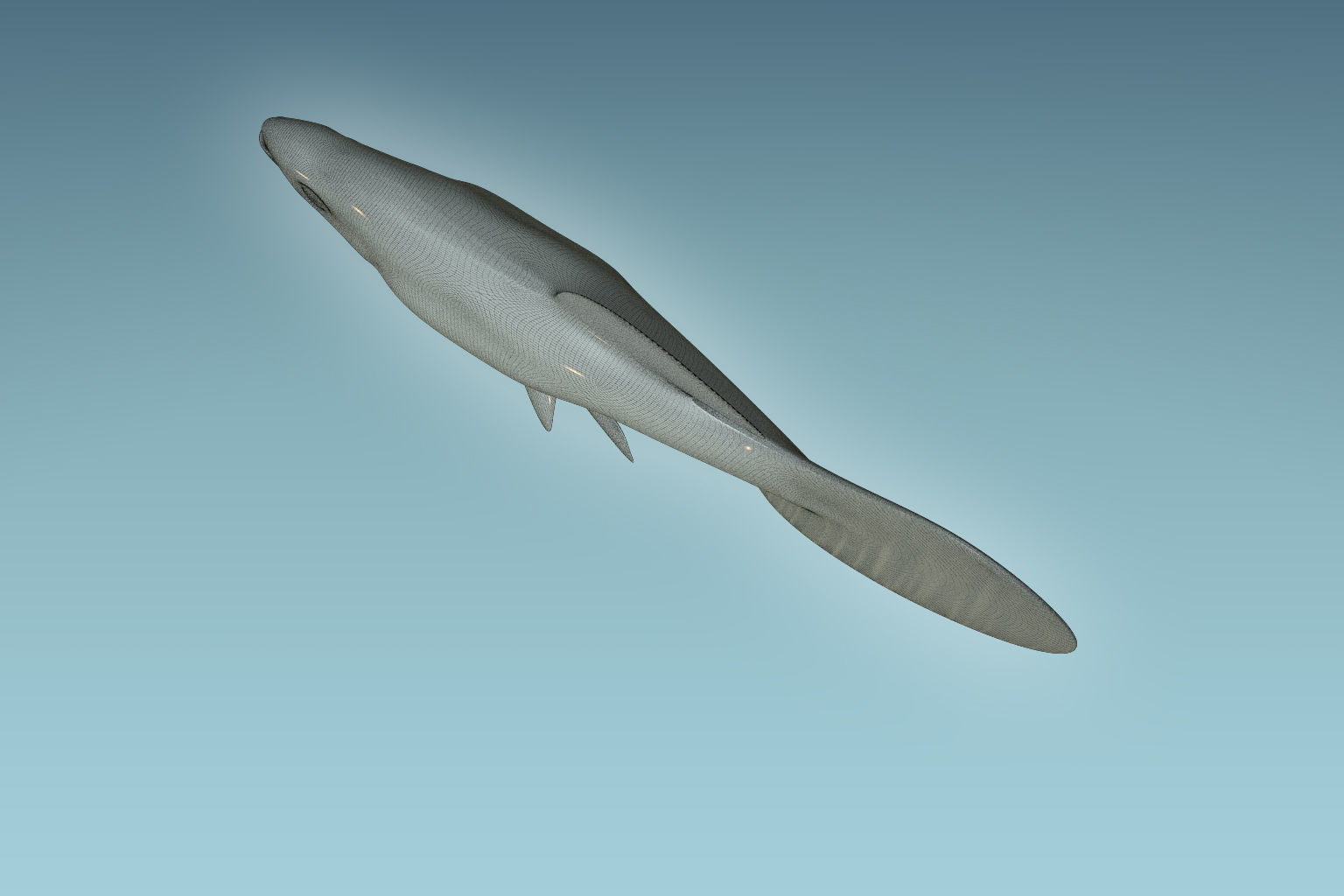 Guppy Fish 3D model_8
