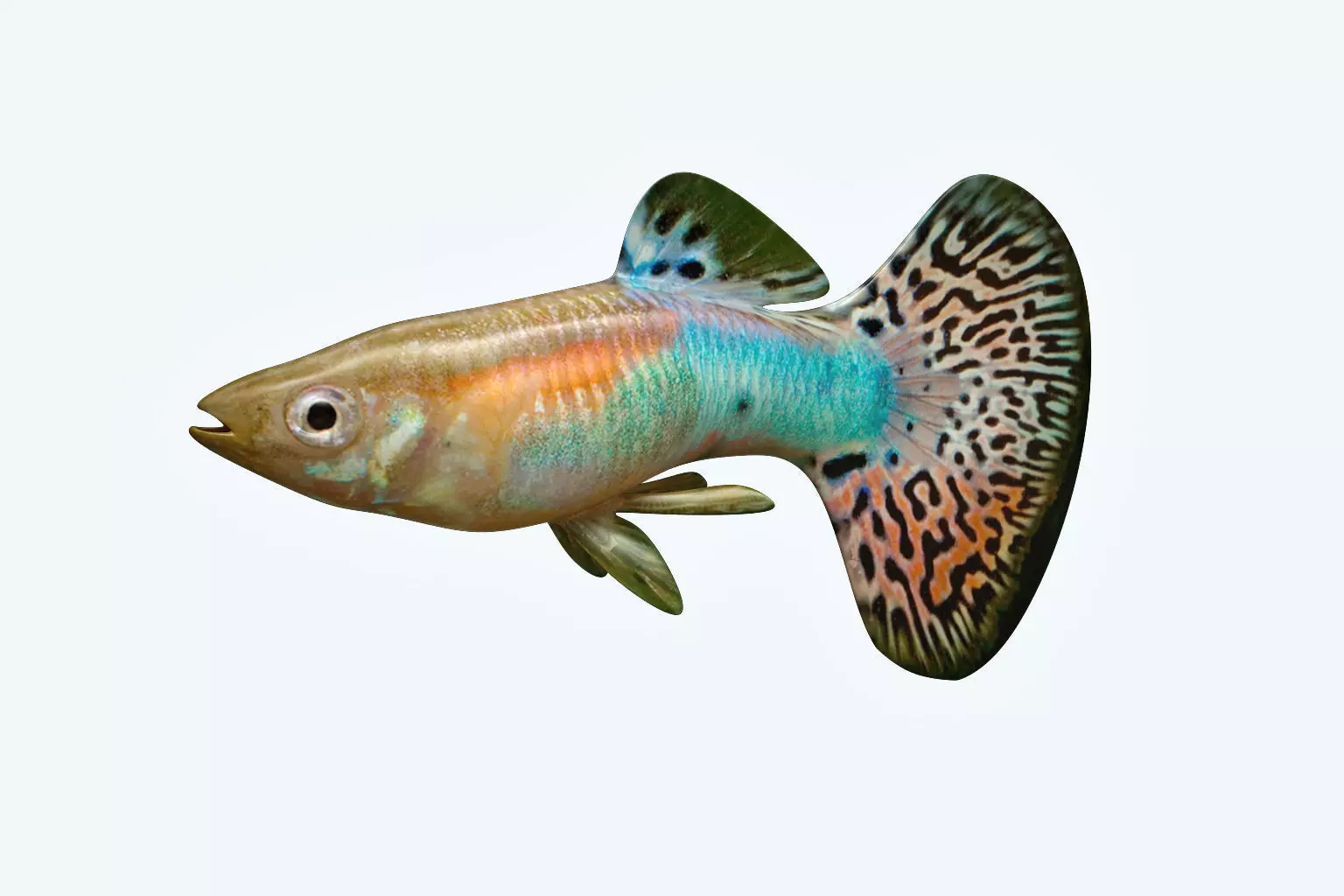 Guppy Fish 3D model_0