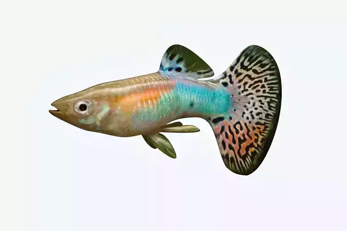 Guppy Fish