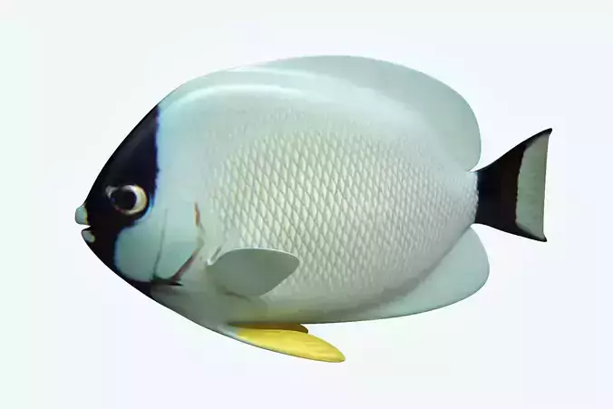 Masked Anglefish