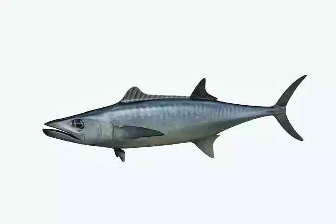 King Mackerel 3D model