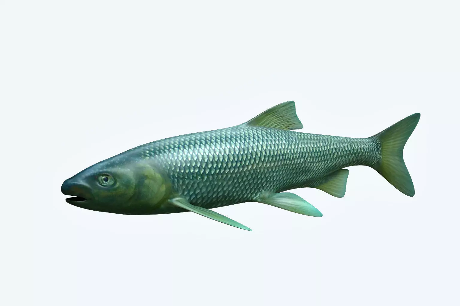 Troutfish shark flying in sky 3D model_0