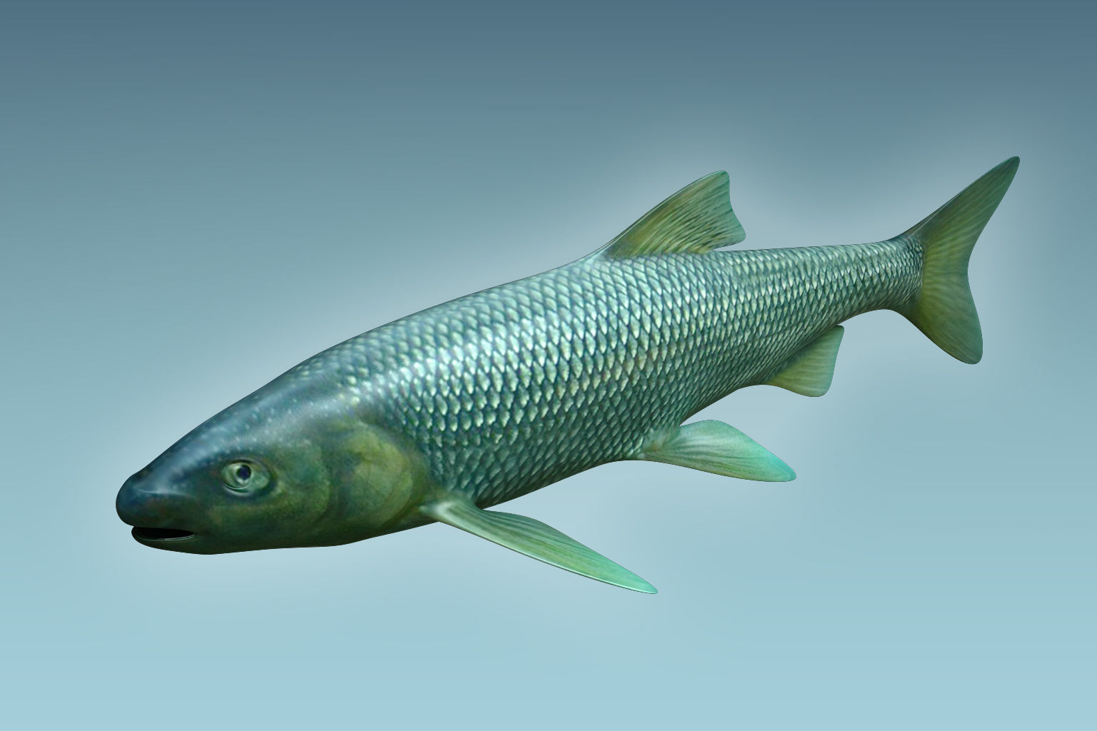 Troutfish shark flying in sky 3D model_2
