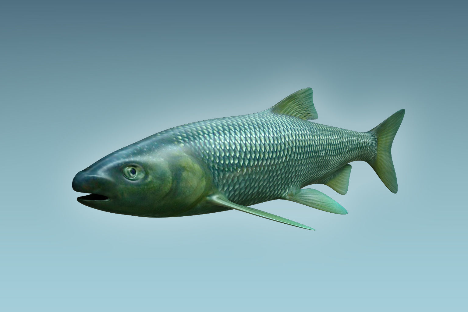 Troutfish shark flying in sky 3D model_4