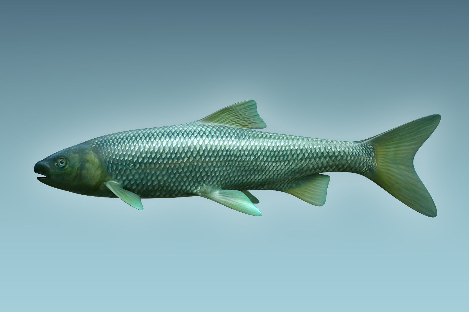Troutfish shark flying in sky 3D model_1