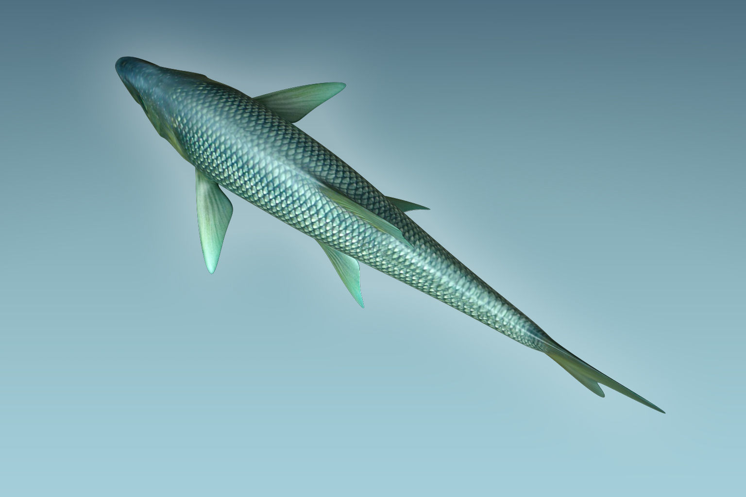 Troutfish shark flying in sky 3D model_5