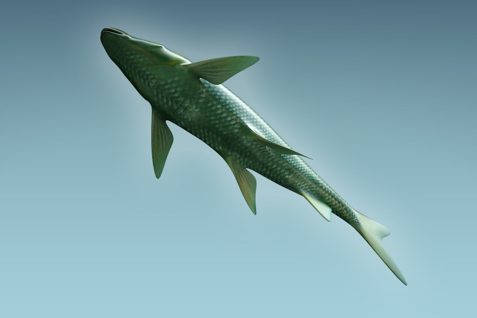 Troutfish shark flying in sky 3D model_6