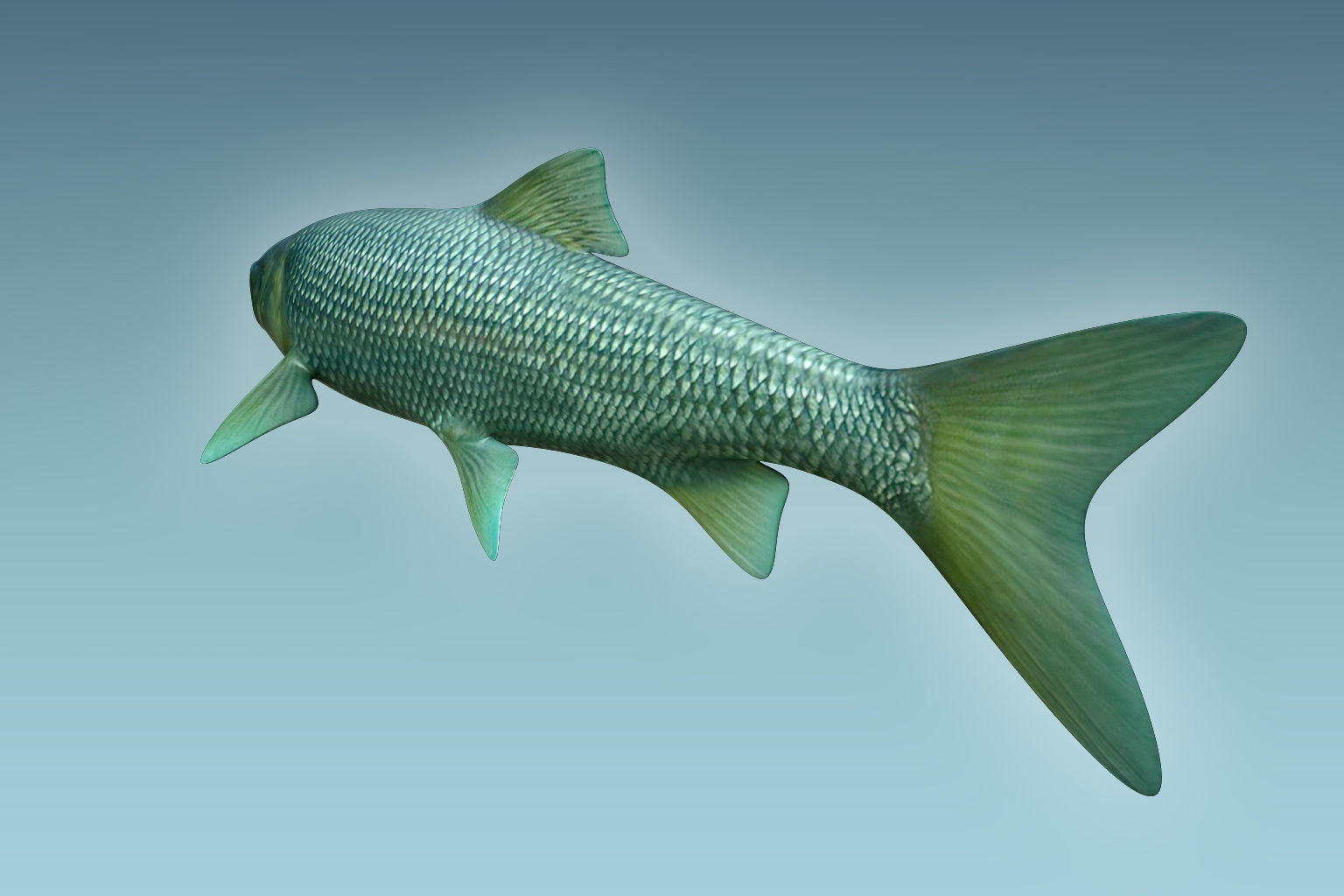 Troutfish shark flying in sky 3D model_3
