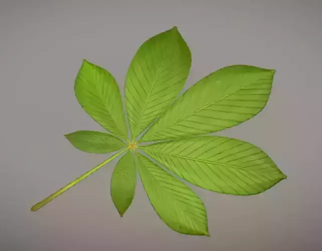 Chestnut Leaf Low-Poly