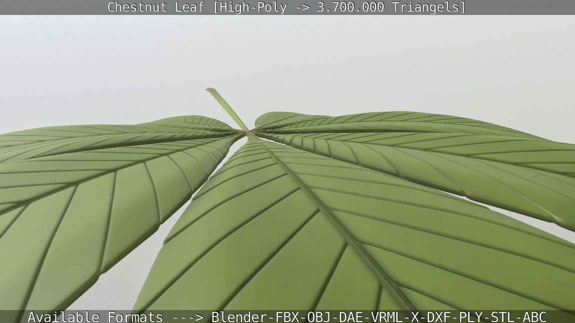 Chestnut Leaf High-Poly 3D model_104