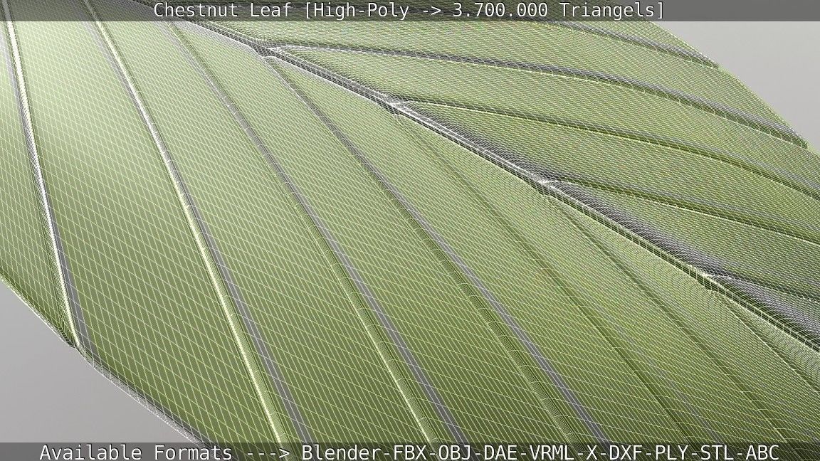 Chestnut Leaf High-Poly 3D model_14