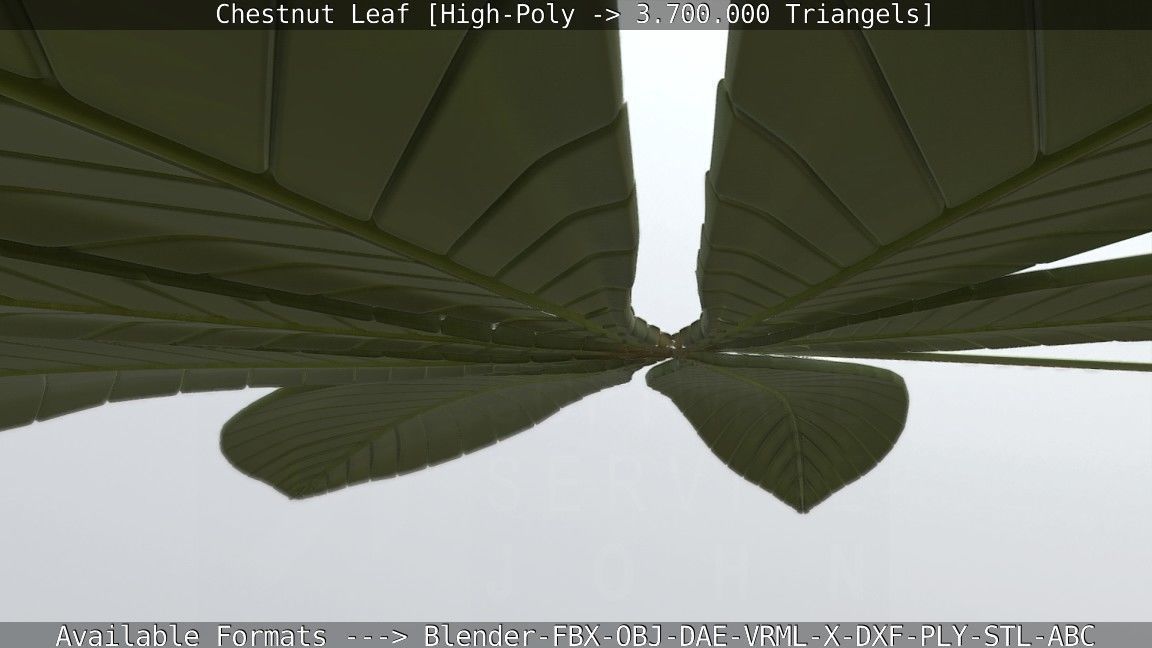 Chestnut Leaf High-Poly 3D model_98