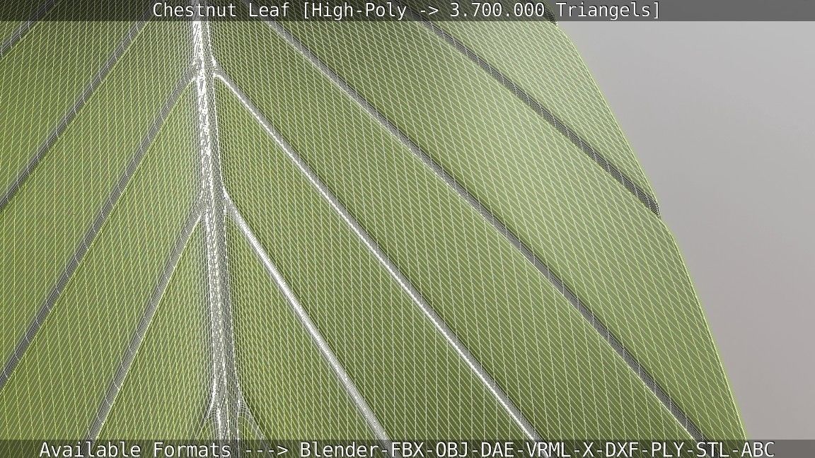 Chestnut Leaf High-Poly 3D model_18