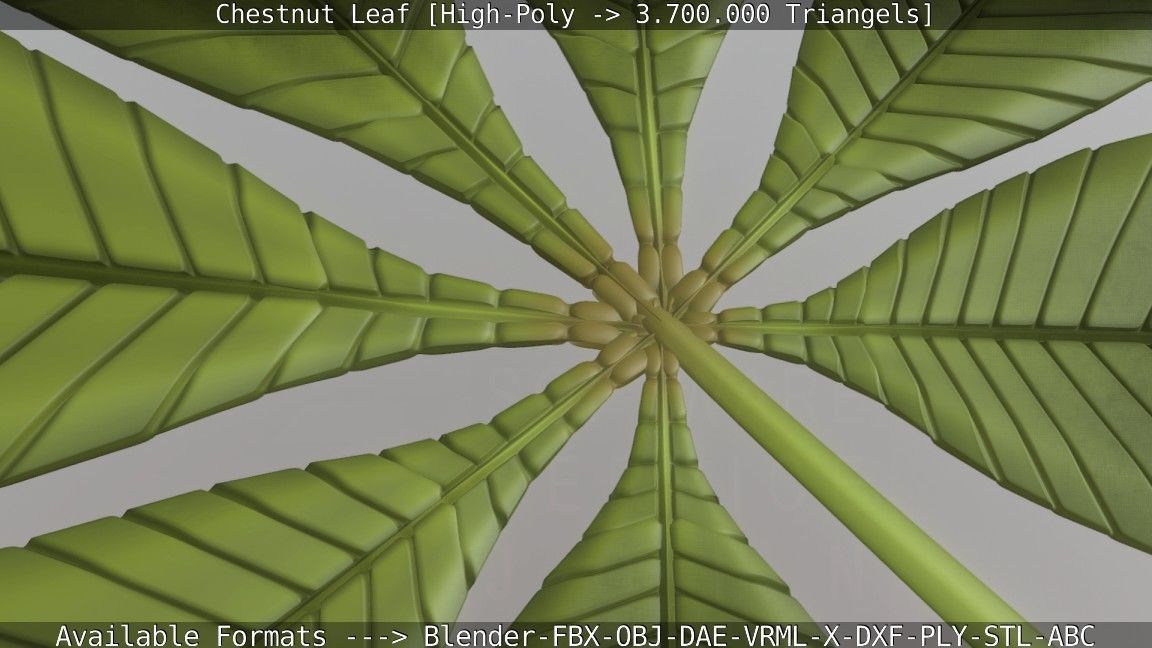 Chestnut Leaf High-Poly 3D model_86
