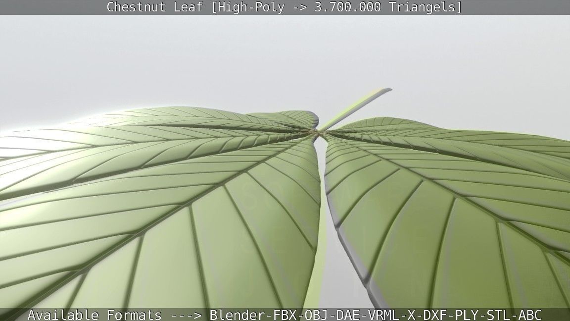 Chestnut Leaf High-Poly 3D model_106