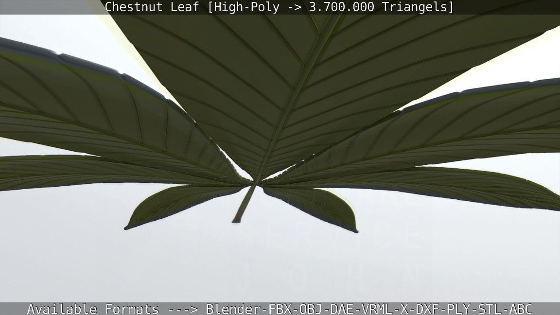 Chestnut Leaf High-Poly 3D model_117