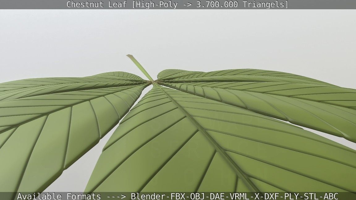 Chestnut Leaf High-Poly 3D model_105