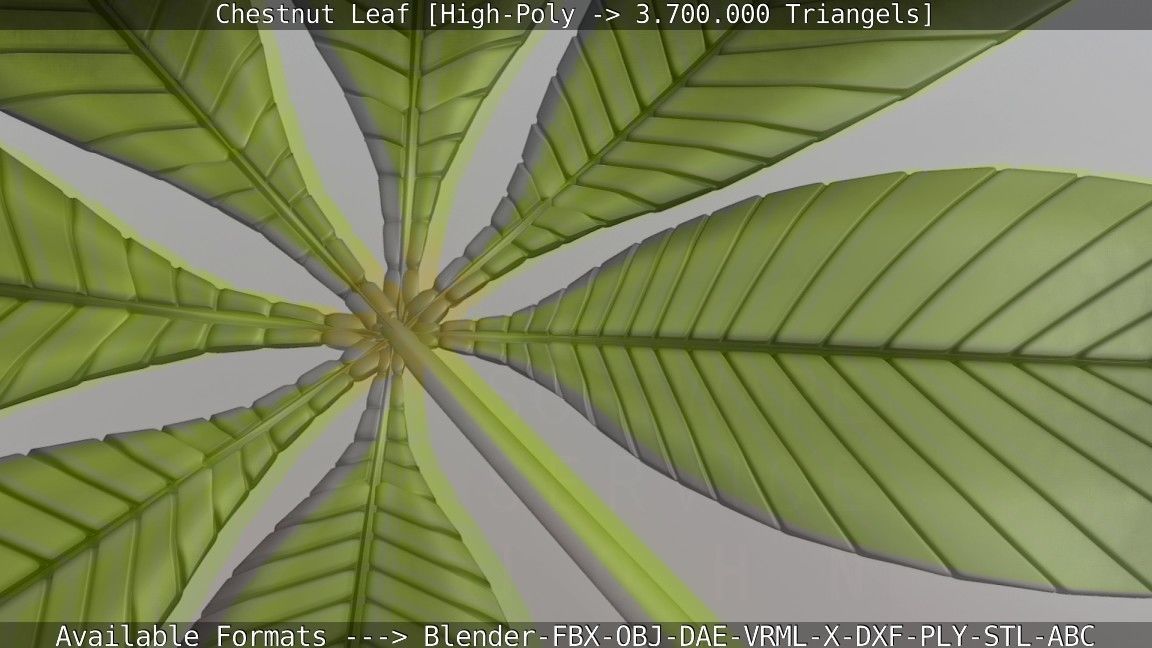 Chestnut Leaf High-Poly 3D model_27