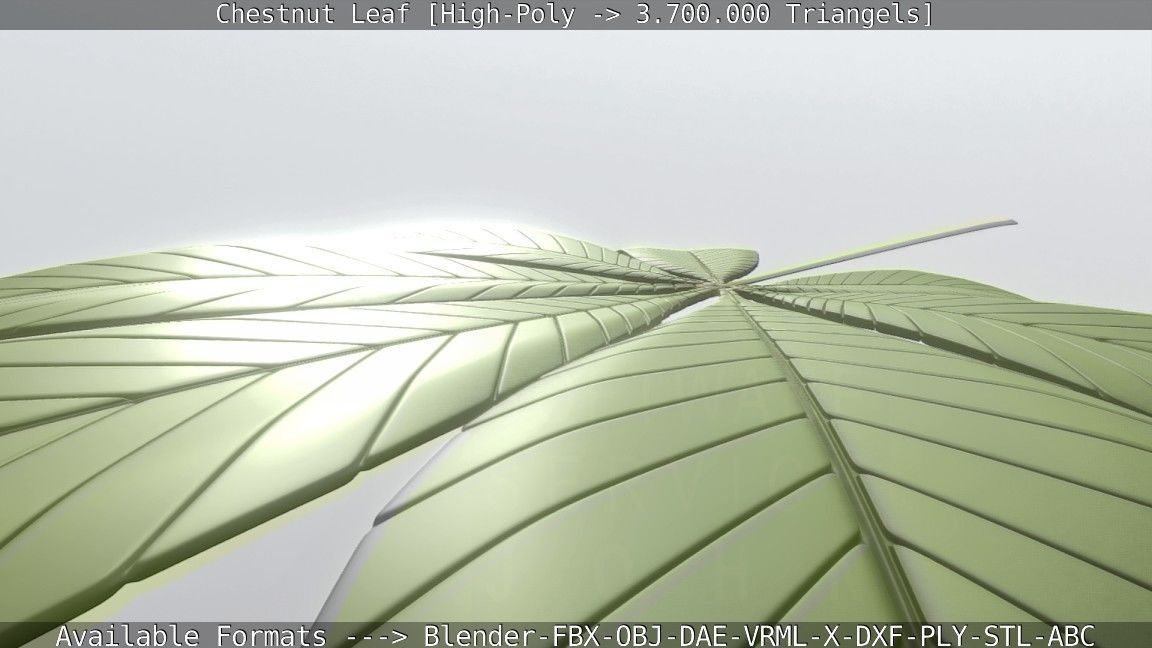 Chestnut Leaf High-Poly 3D model_100