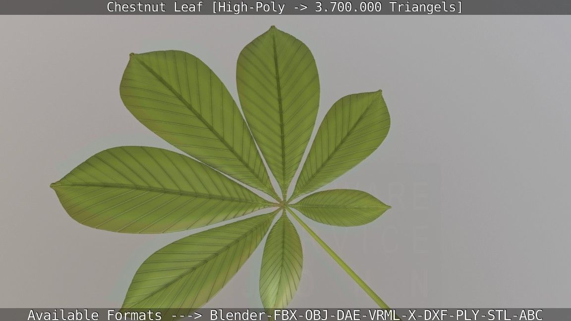 Chestnut Leaf High-Poly 3D model_25