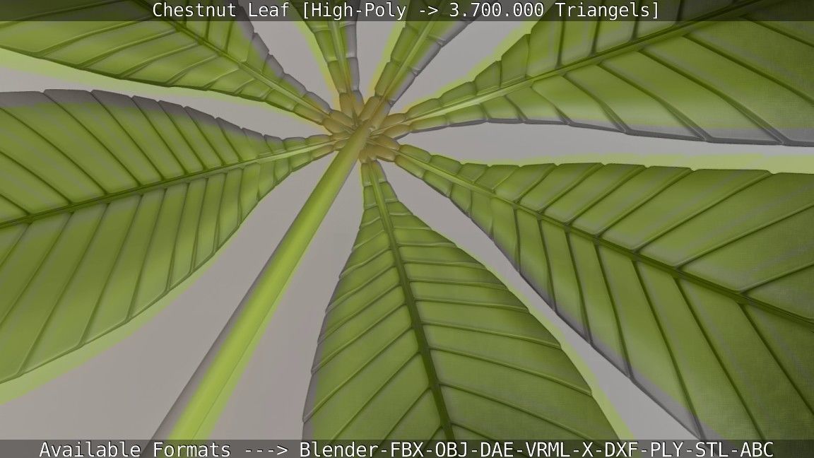 Chestnut Leaf High-Poly 3D model_87