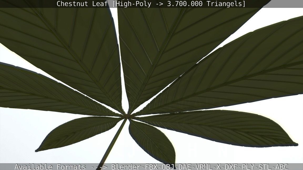 Chestnut Leaf High-Poly 3D model_118