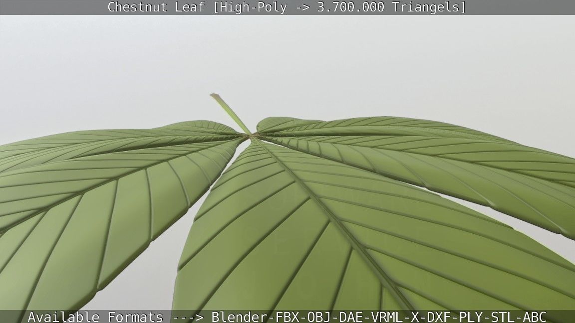 Chestnut Leaf High-Poly 3D model_28