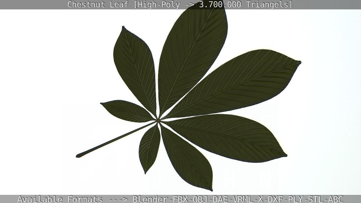 Chestnut Leaf High-Poly 3D model_32