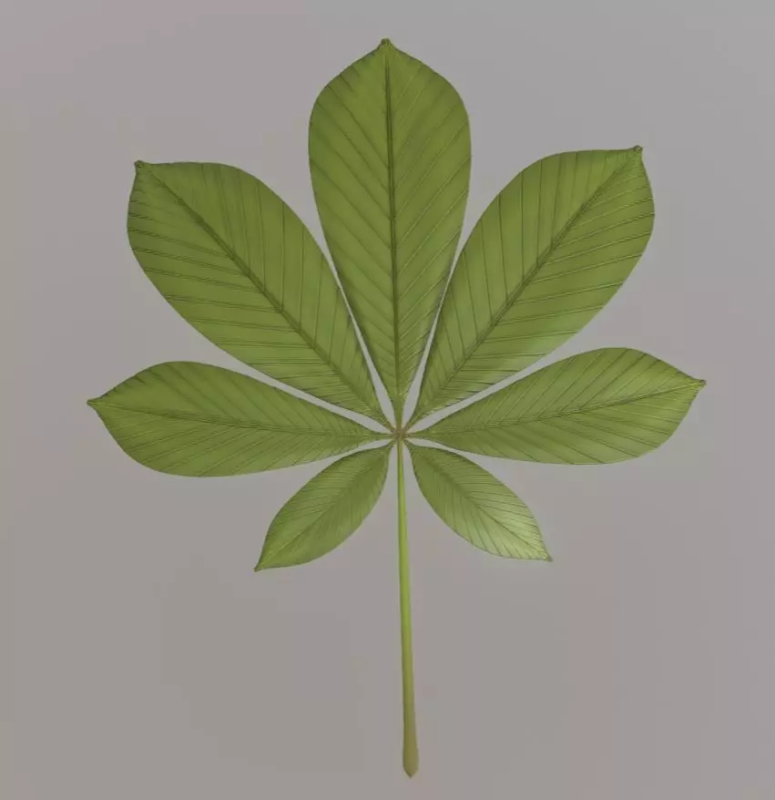 Chestnut Leaf High-Poly 3D model_0