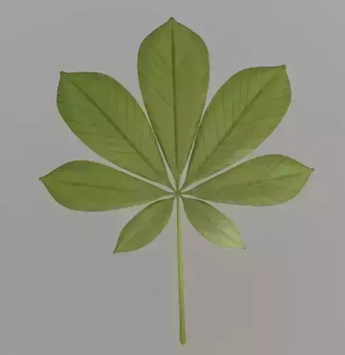 Chestnut Leaf High-Poly 3D model Chestnut Leaf High-Poly 3D model