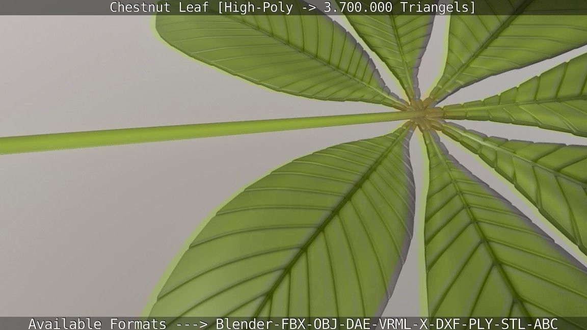 Chestnut Leaf High-Poly 3D model_82