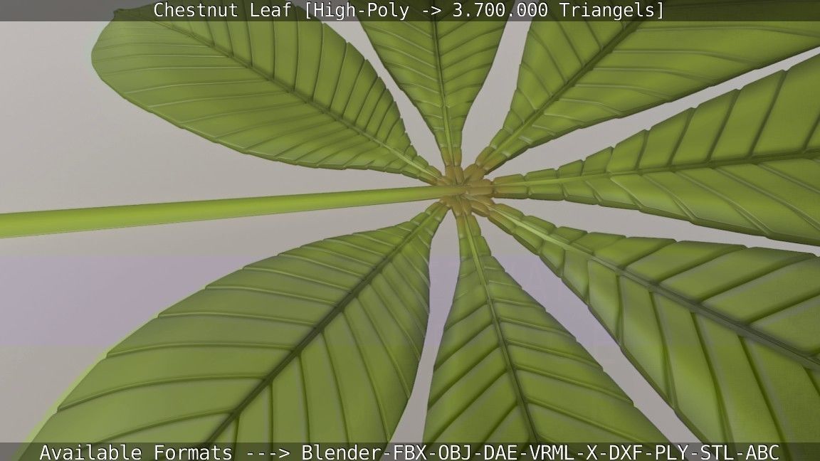 Chestnut Leaf High-Poly 3D model_84